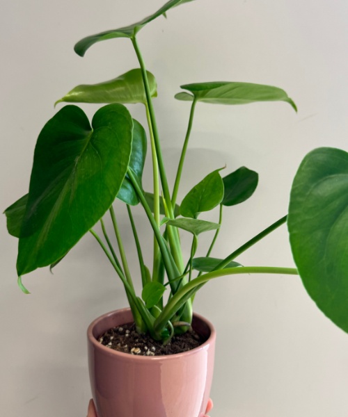 Monstera Deliciosa — houseplant delivered in Bristol by Bristol Floral Design