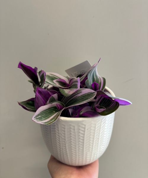Tradescantia — houseplant delivered in Bristol by Bristol Floral Design