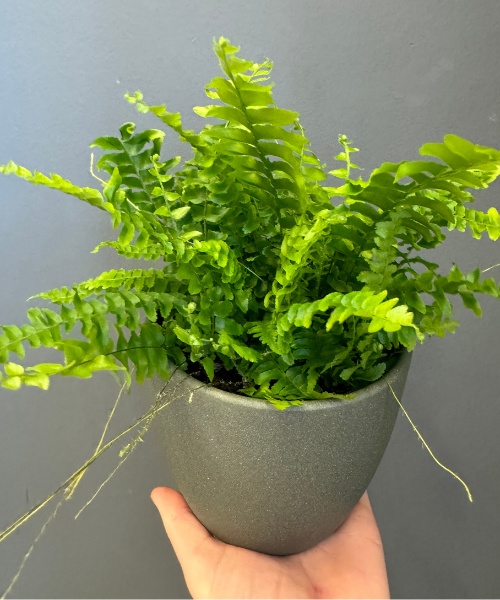 The Boston Fern — houseplant delivered in Bristol by Bristol Floral Design