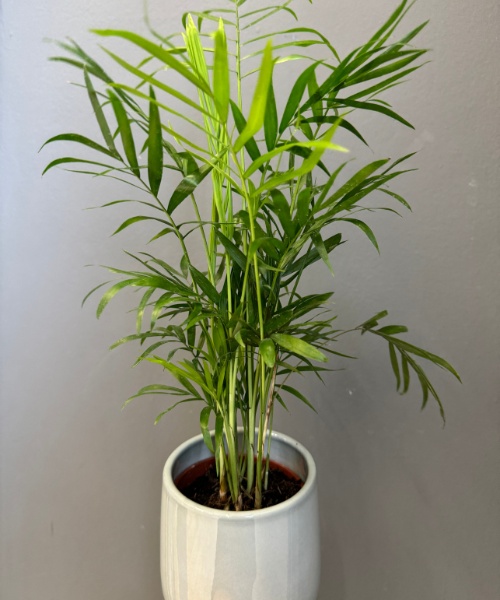 Mini Palm — houseplant delivered in Bristol by Bristol Floral Design