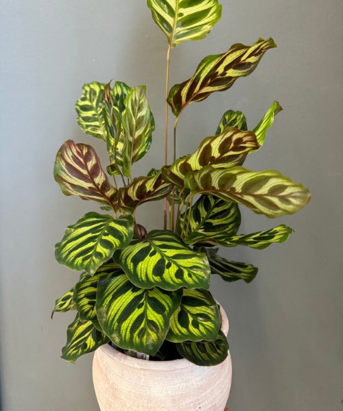 Calathea — houseplant delivered in Bristol by Bristol Floral Design