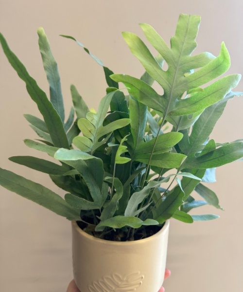 Blue Star Fern — houseplant delivered in Bristol by Bristol Floral Design