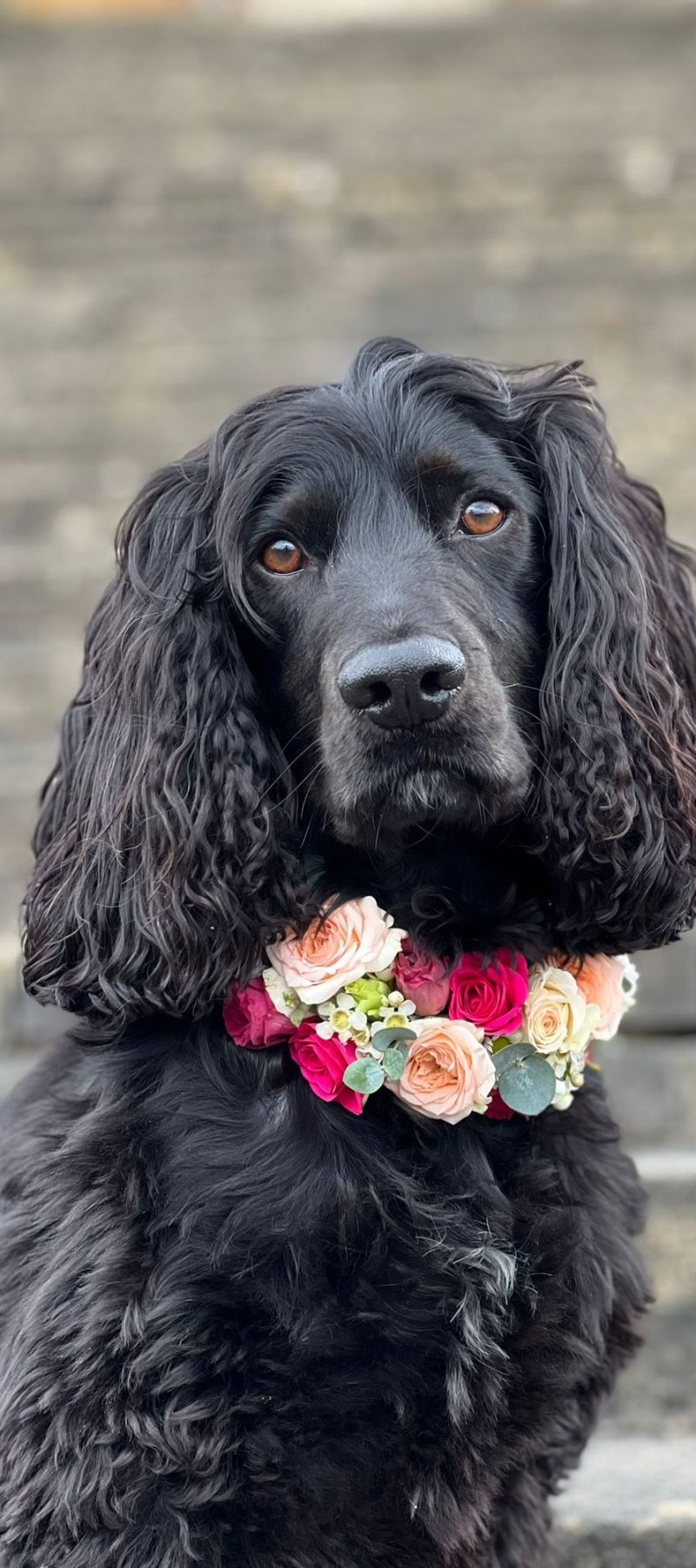 dog profile